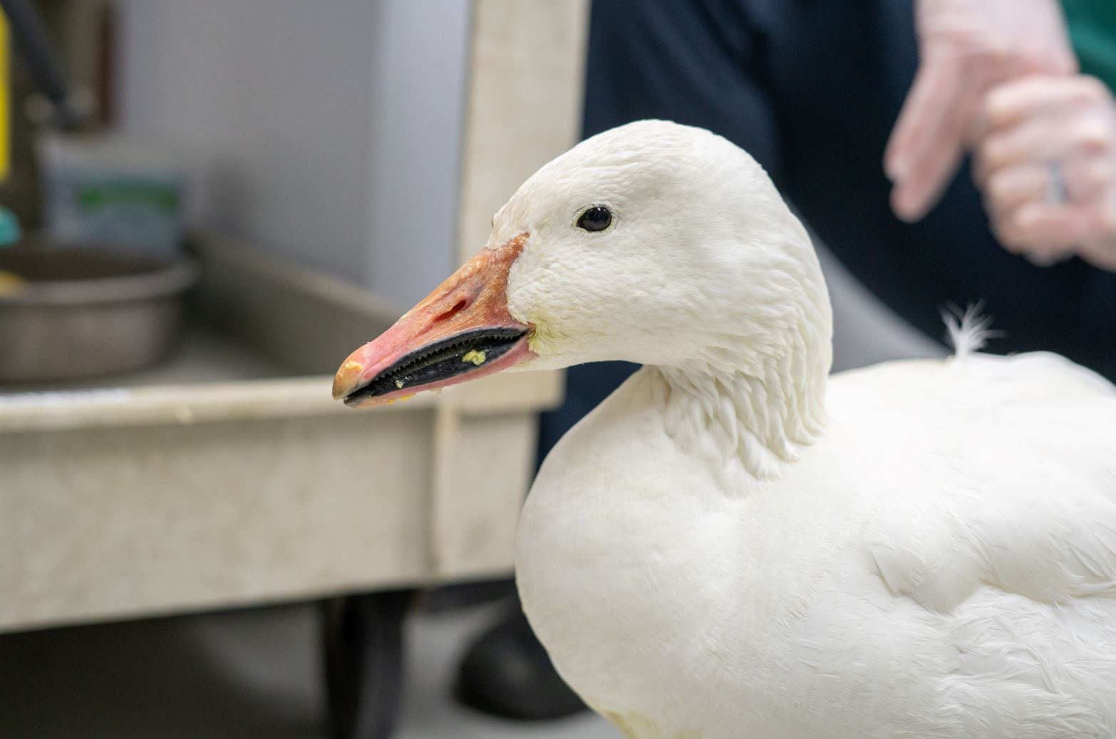 Snow goose treated for lead toxicity at Cornell Cornell University